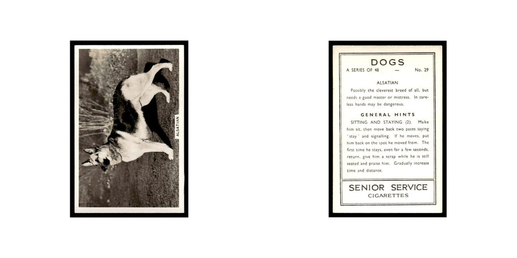 Alsatian 1939 Senior Service Dogs #29 Tobacco Card VG