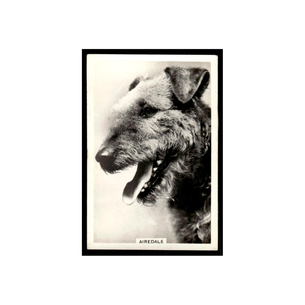 Airedale 1939 Senior Service Dogs #17 Tobacco Card VG