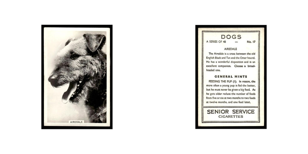 Airedale 1939 Senior Service Dogs #17 Tobacco Card VG
