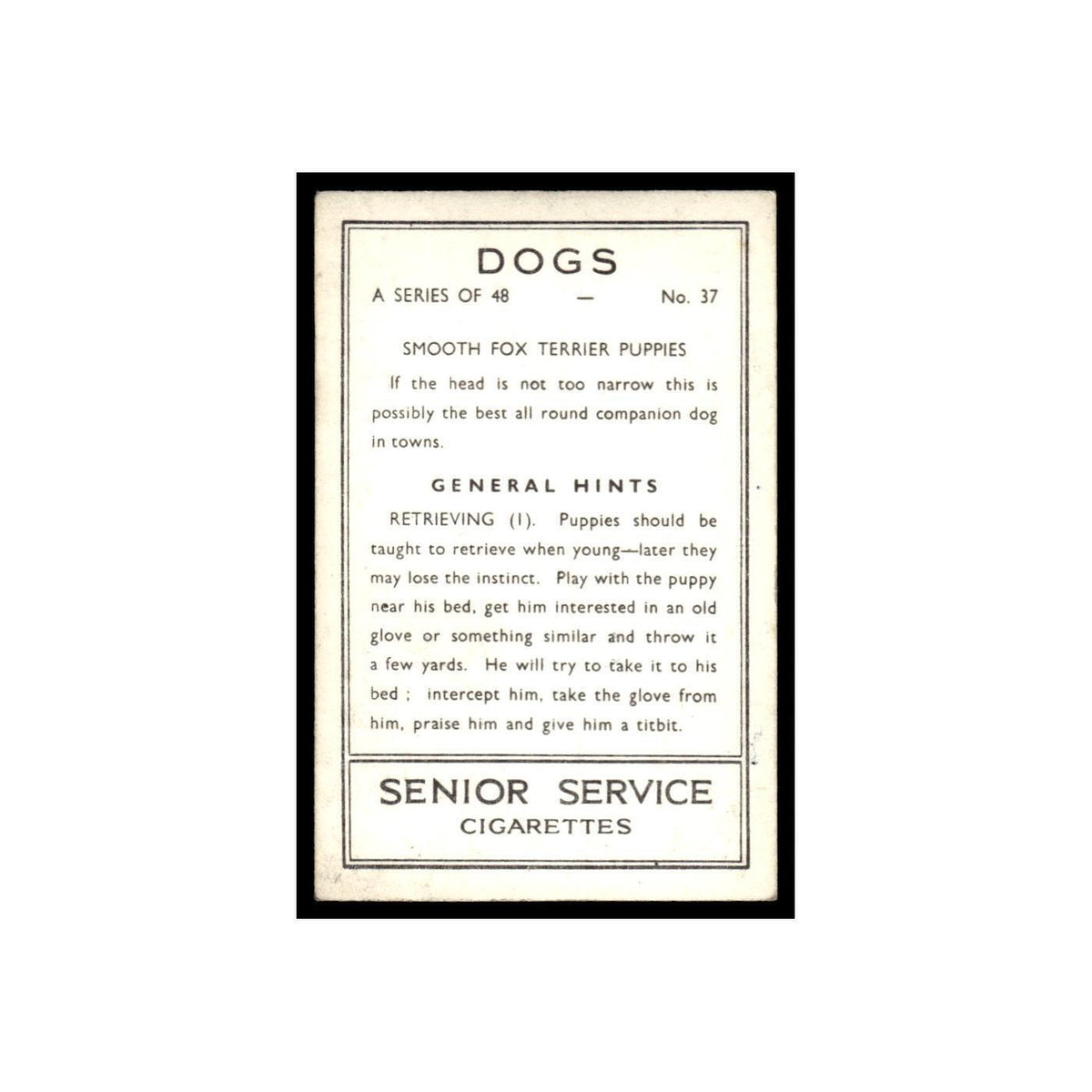 Smooth Fox Terrier Puppies 1939 Senior Service Dogs #37 Tobacco Card VG