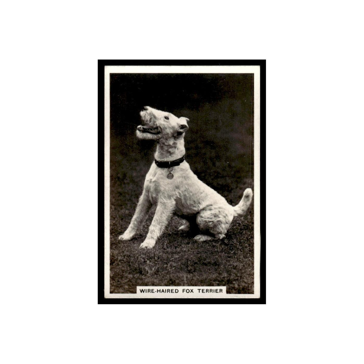 Wire Haired Fox Terrier 1939 Senior Service Dogs #25 Tobacco Card VG