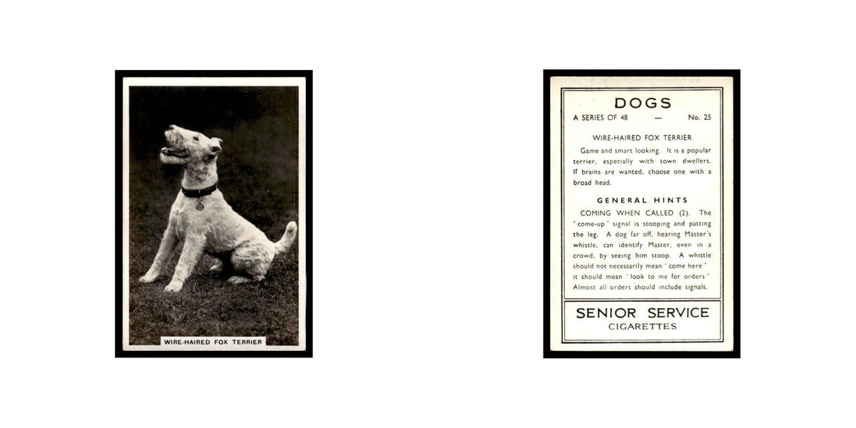 Wire Haired Fox Terrier 1939 Senior Service Dogs #25 Tobacco Card VG