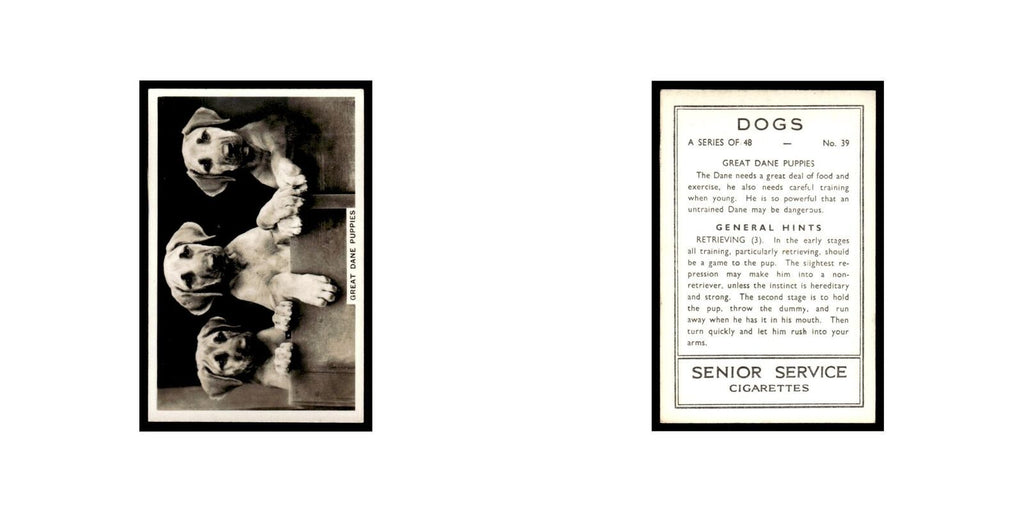Great Dane Puppies 1939 Senior Service Dogs #39 Tobacco Card VG
