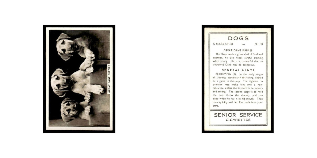 Great Dane Puppies 1939 Senior Service Dogs #39 Tobacco Card VG
