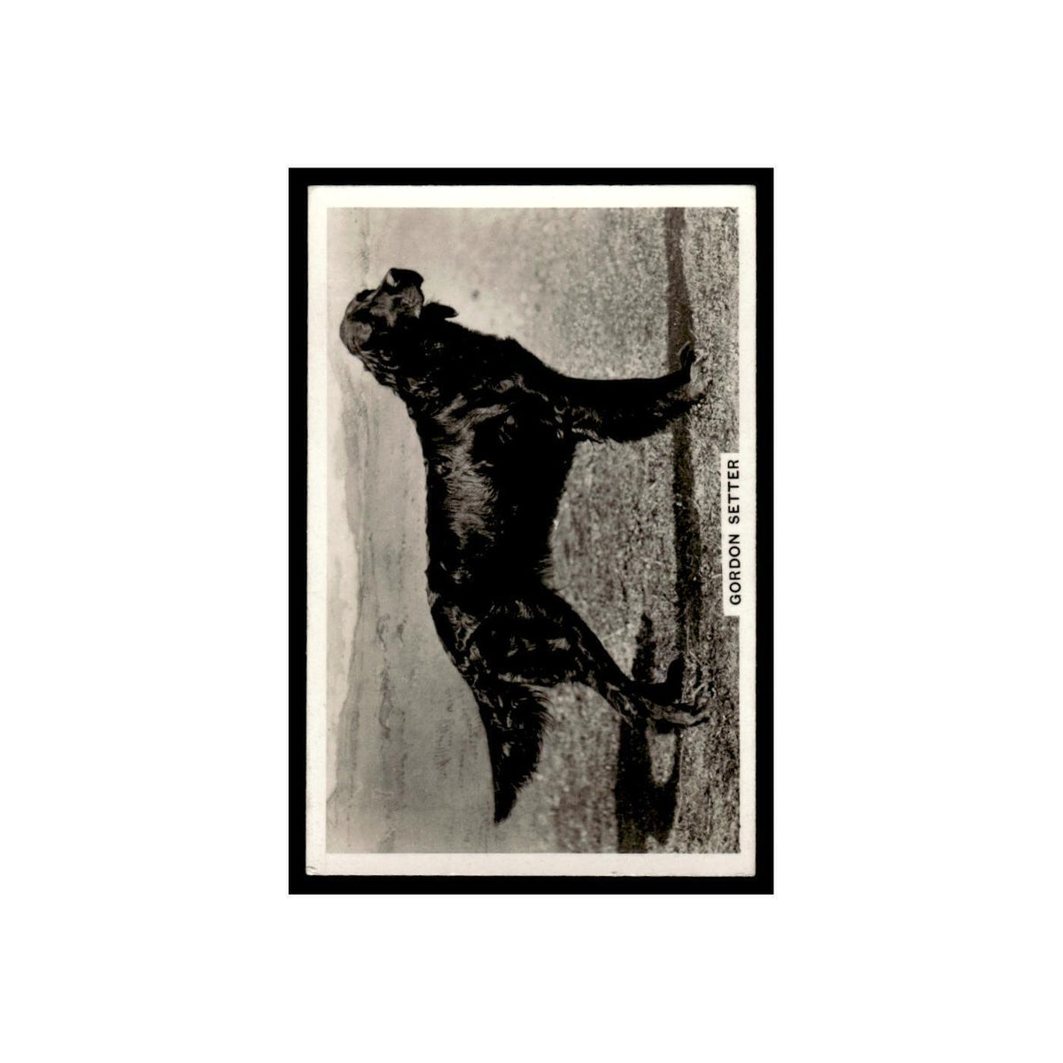 Gordon Setter 1939 Senior Service Dogs #48 Tobacco Card VG