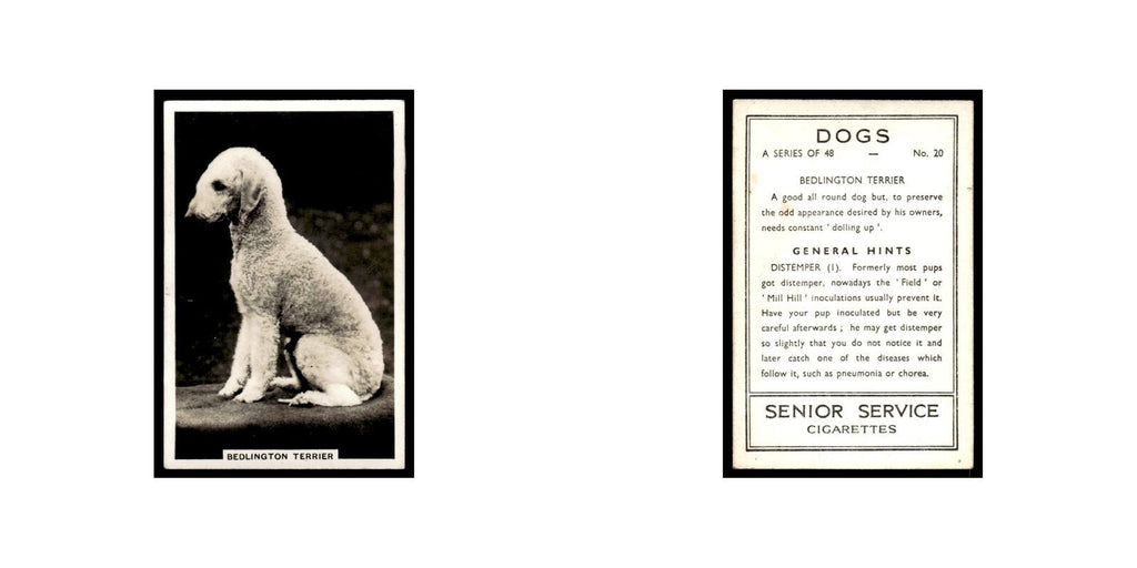 Bedlington Terrier 1939 Senior Service Dogs #20 Tobacco Card VG