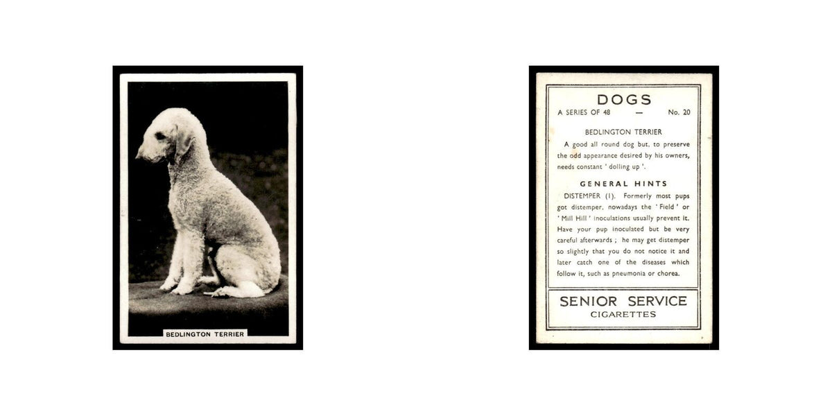 Bedlington Terrier 1939 Senior Service Dogs #20 Tobacco Card VG