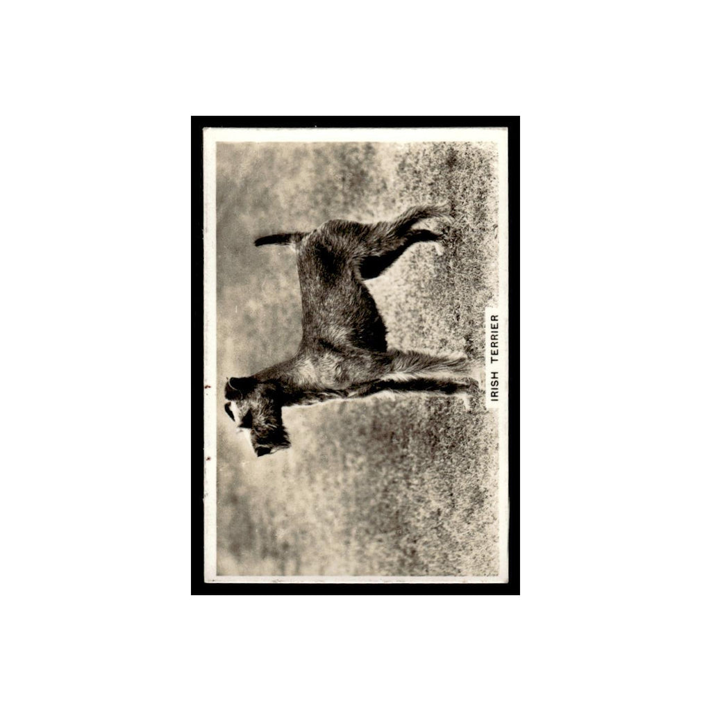 Irish Terrier 1939 Senior Service Dogs #40 Tobacco Card VG