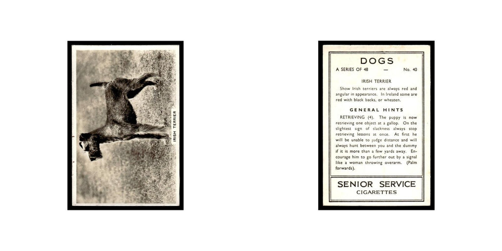 Irish Terrier 1939 Senior Service Dogs #40 Tobacco Card VG
