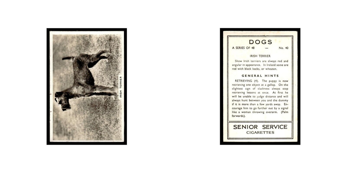 Irish Terrier 1939 Senior Service Dogs #40 Tobacco Card VG