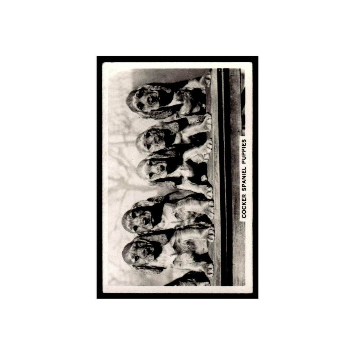 Cocker Spaniel Puppies 1939 Senior Service Dogs #6 Tobacco Card VG