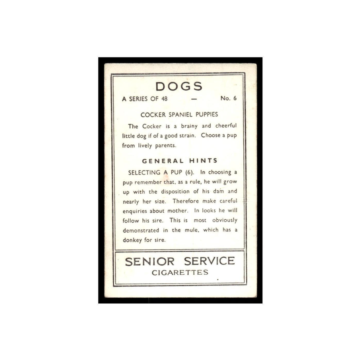 Cocker Spaniel Puppies 1939 Senior Service Dogs #6 Tobacco Card VG