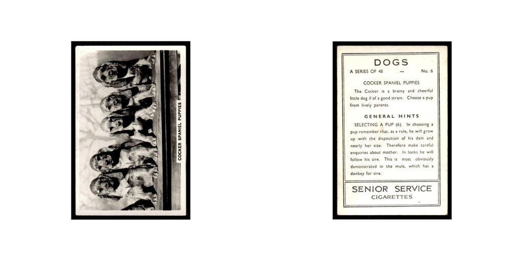 Cocker Spaniel Puppies 1939 Senior Service Dogs #6 Tobacco Card VG