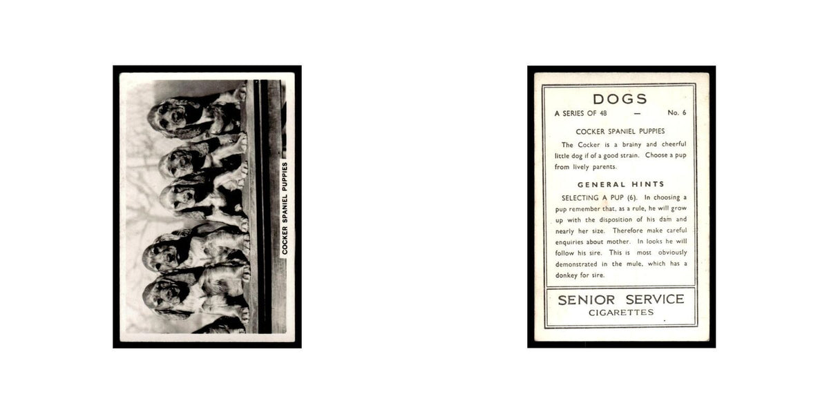 Cocker Spaniel Puppies 1939 Senior Service Dogs #6 Tobacco Card VG
