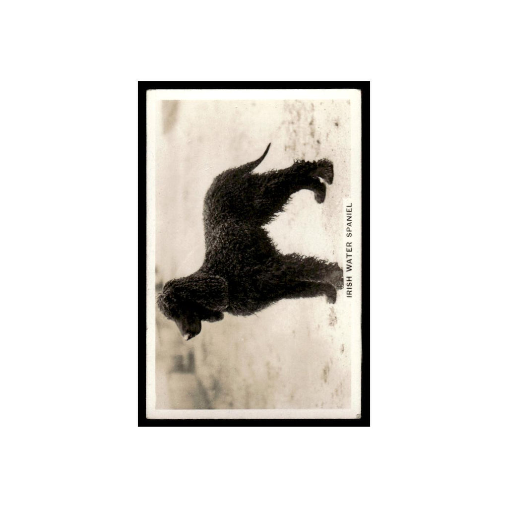 Irish Water Spaniel 1939 Senior Service Dogs #27 Tobacco Card VG