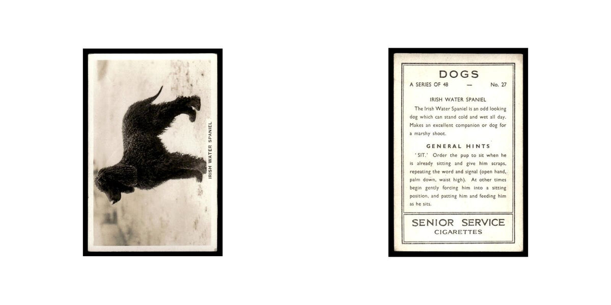 Irish Water Spaniel 1939 Senior Service Dogs #27 Tobacco Card VG