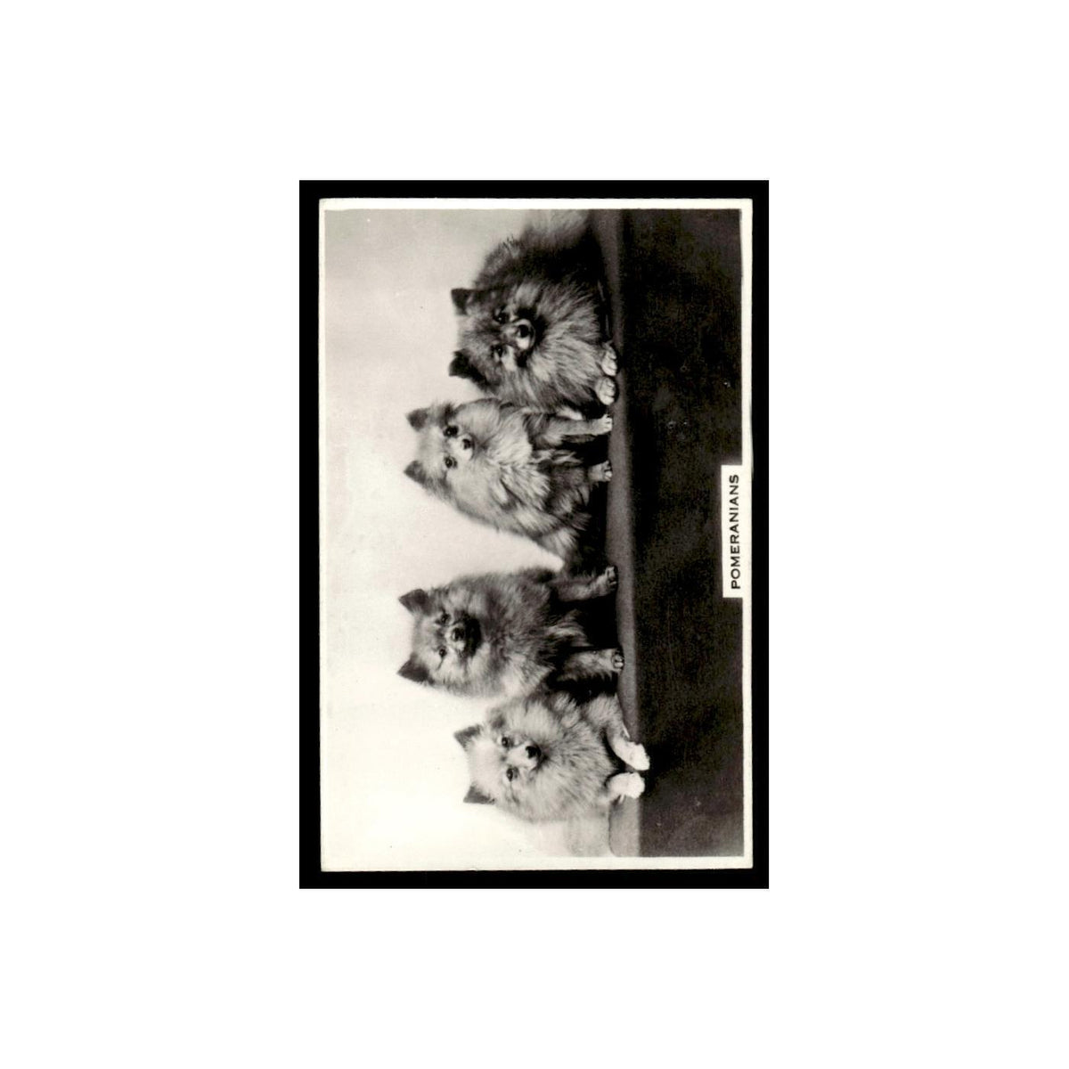 Pomeranians 1939 Senior Service Dogs #46 Tobacco Card VG