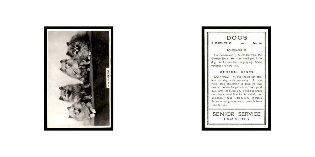 Pomeranians 1939 Senior Service Dogs #46 Tobacco Card VG