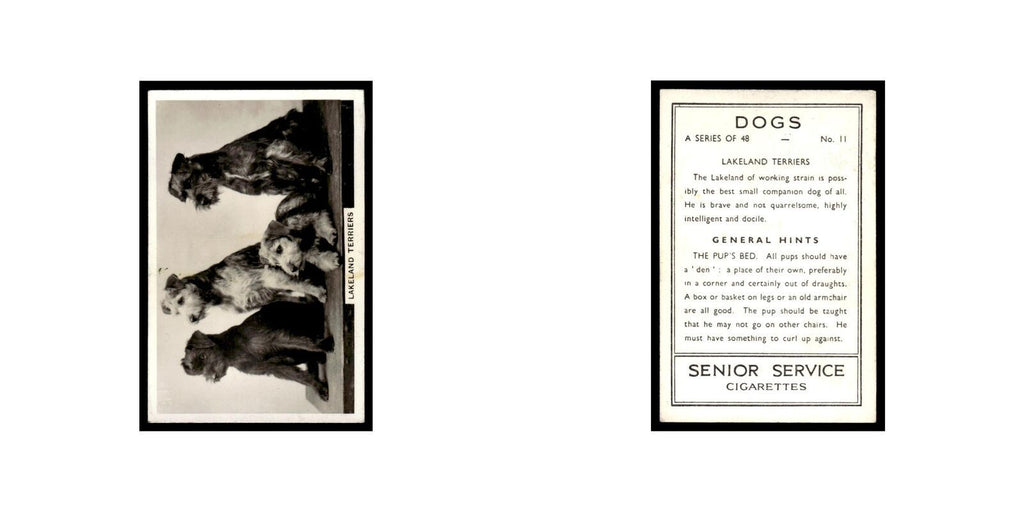 Lakeland Terriers 1939 Senior Service Dogs #11 Tobacco Card VG