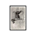 Irish Terrier 1939 Senior Service Dogs #40 Tobacco Card VG