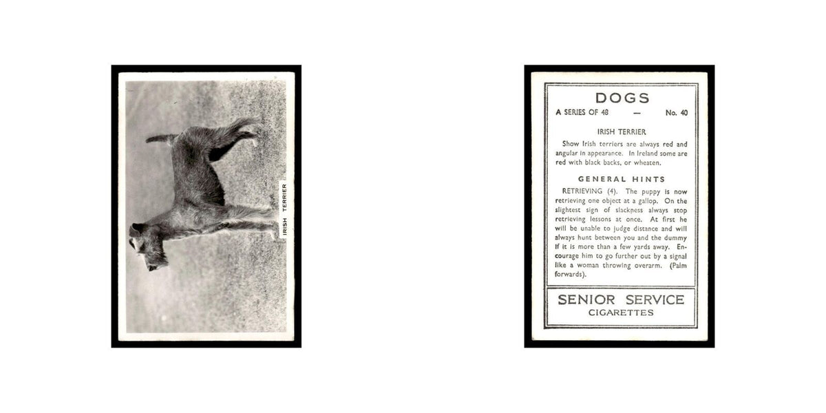 Irish Terrier 1939 Senior Service Dogs #40 Tobacco Card VG