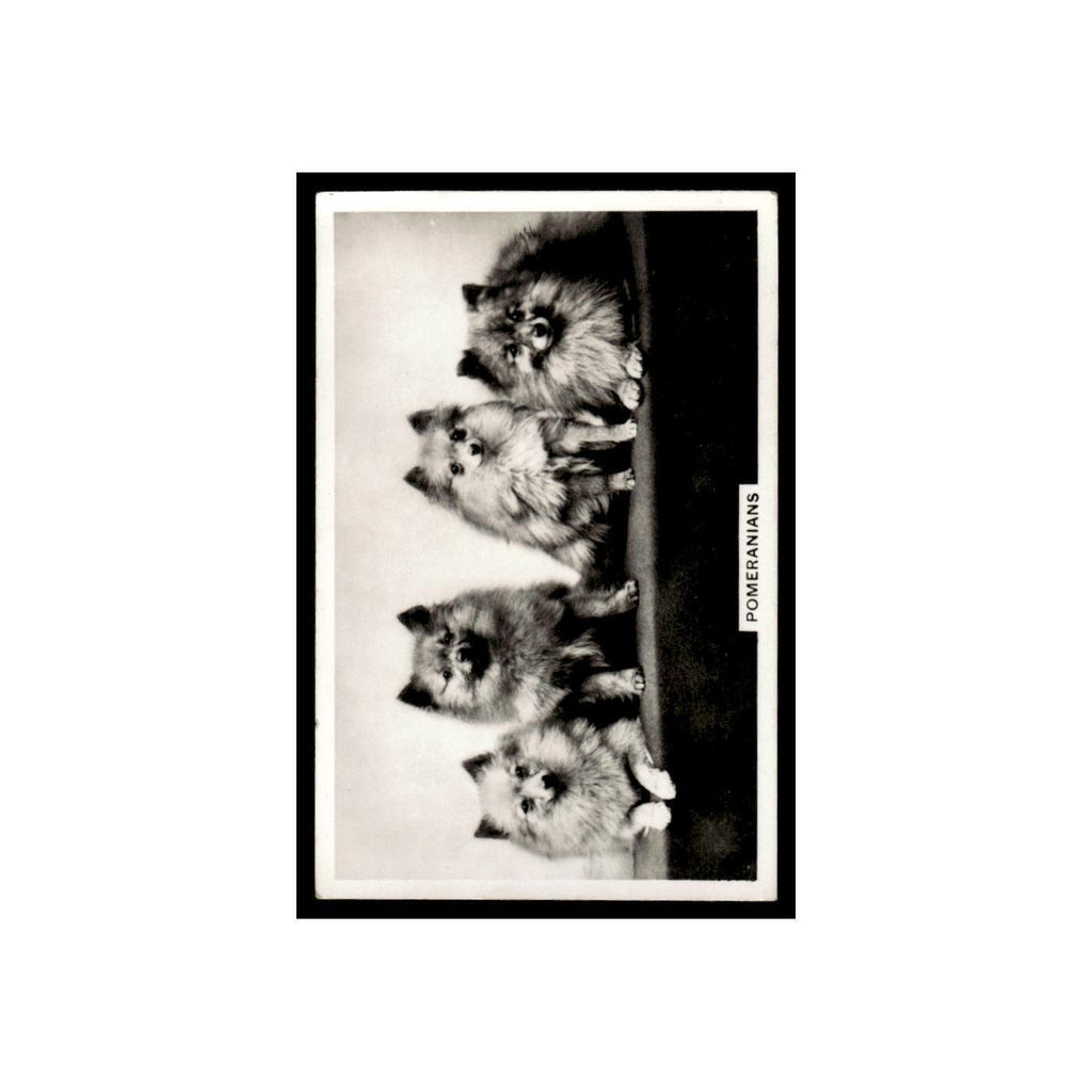 Pomeranians 1939 Senior Service Dogs #46  Tobacco Card VG