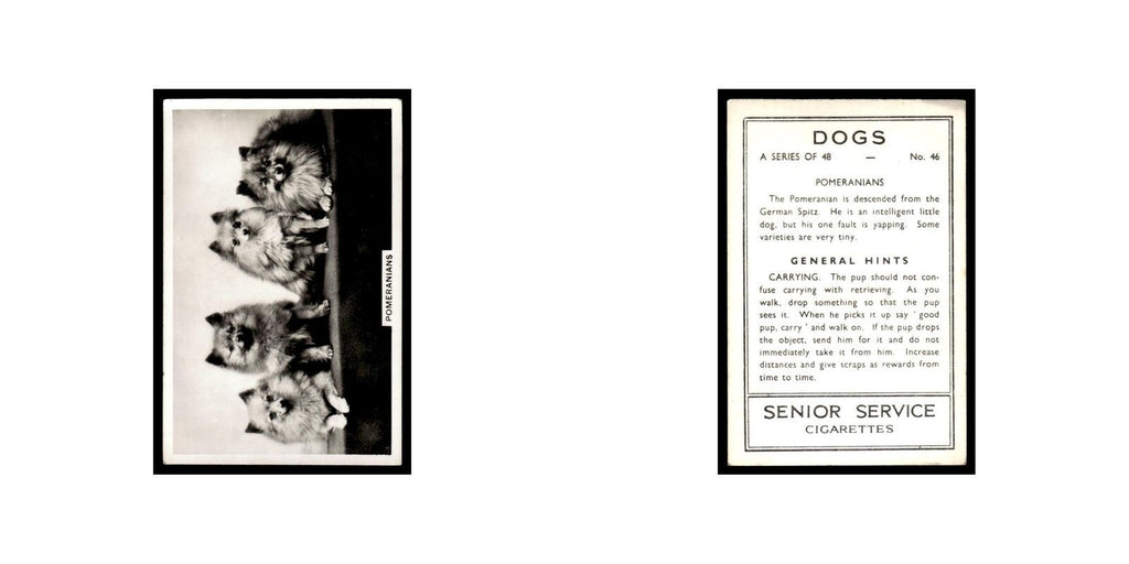 Pomeranians 1939 Senior Service Dogs #46  Tobacco Card VG
