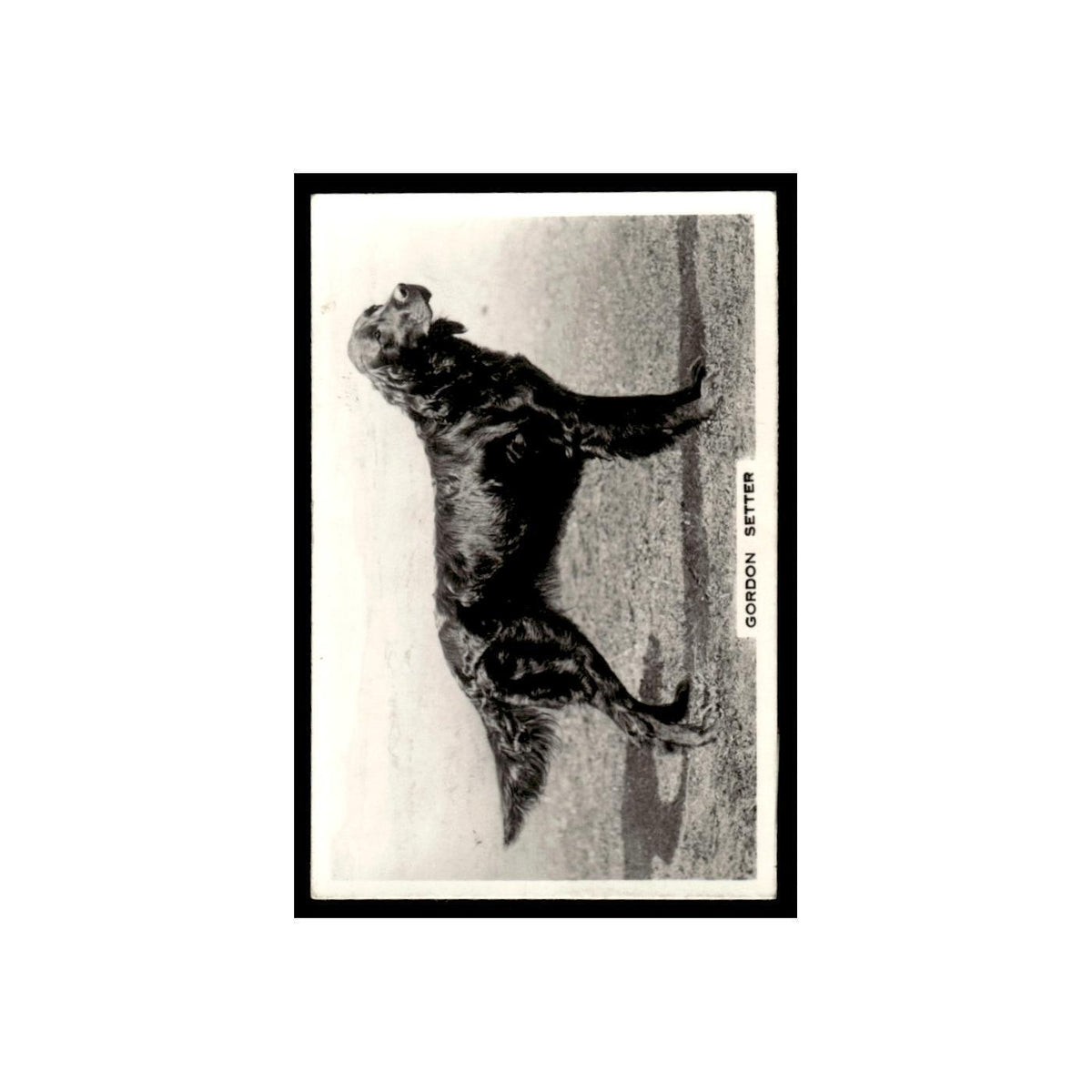 Gordon Setter 1939 Senior Service Dogs #48 Tobacco Card VG