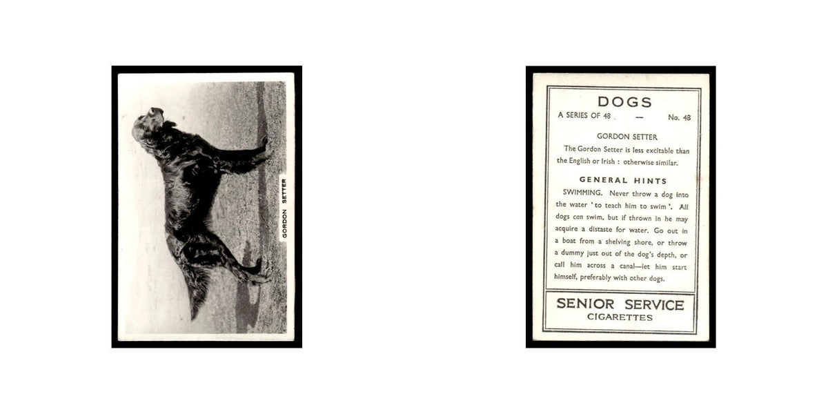 Gordon Setter 1939 Senior Service Dogs #48 Tobacco Card VG