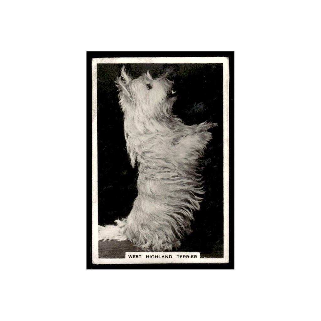West Highland Terrier 1939 Senior Service Dogs #19 Tobacco Card Poor