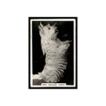 West Highland Terrier 1939 Senior Service Dogs #19 Tobacco Card Poor