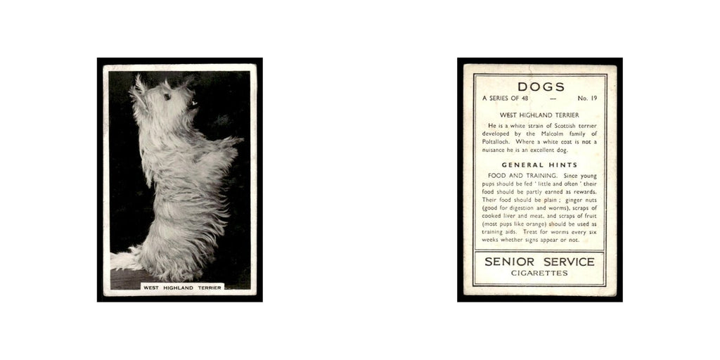 West Highland Terrier 1939 Senior Service Dogs #19 Tobacco Card Poor