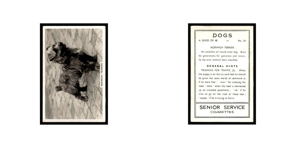 Norwich Terrier 1939 Senior Service Dogs #34 Tobacco Card VG