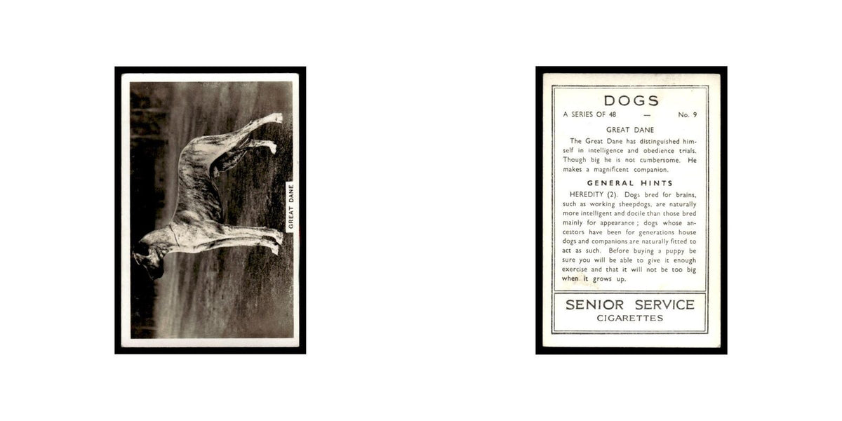 Great Dane 1939 Senior Service Dogs #9 Tobacco Card VG