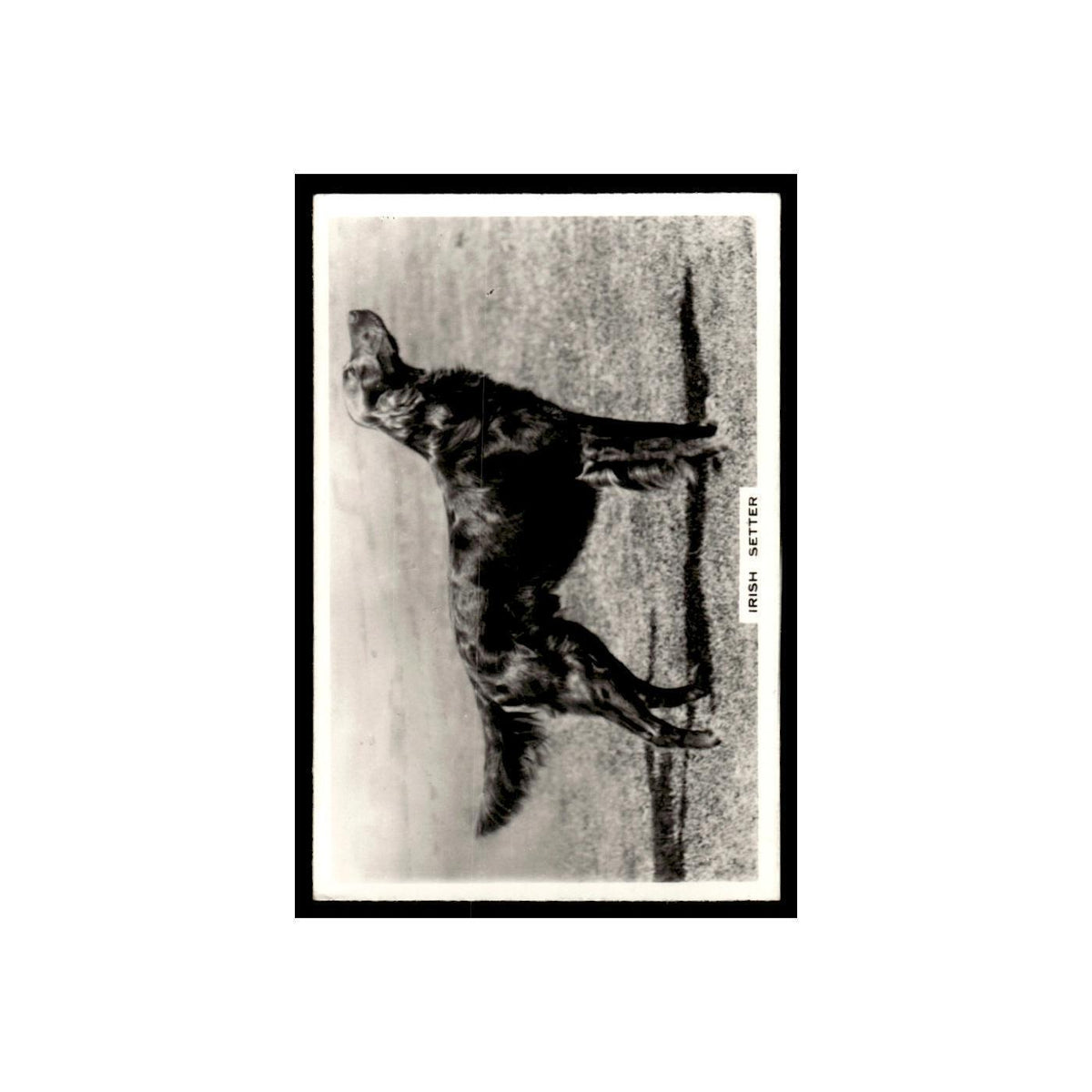 Irish Setter 1939 Senior Service Dogs #1 Tobacco Card VG