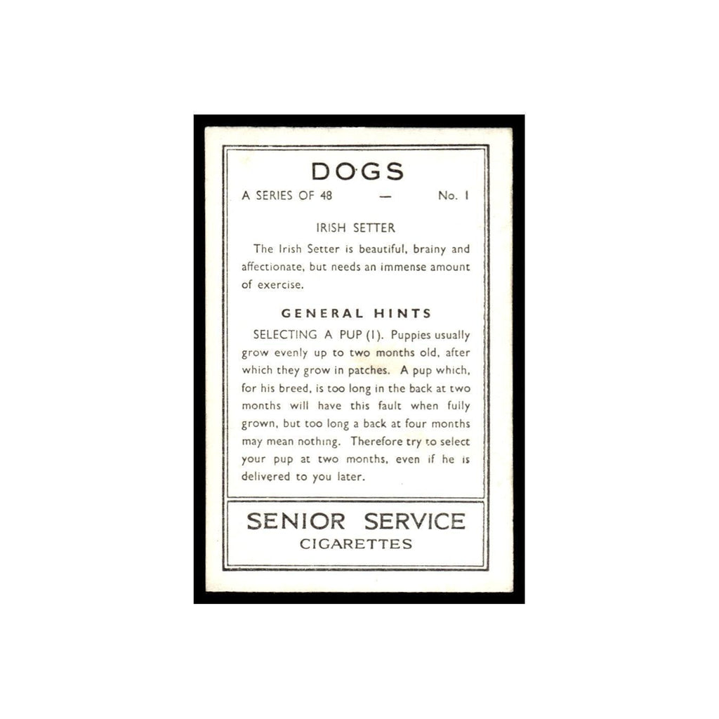 Irish Setter 1939 Senior Service Dogs #1 Tobacco Card VG