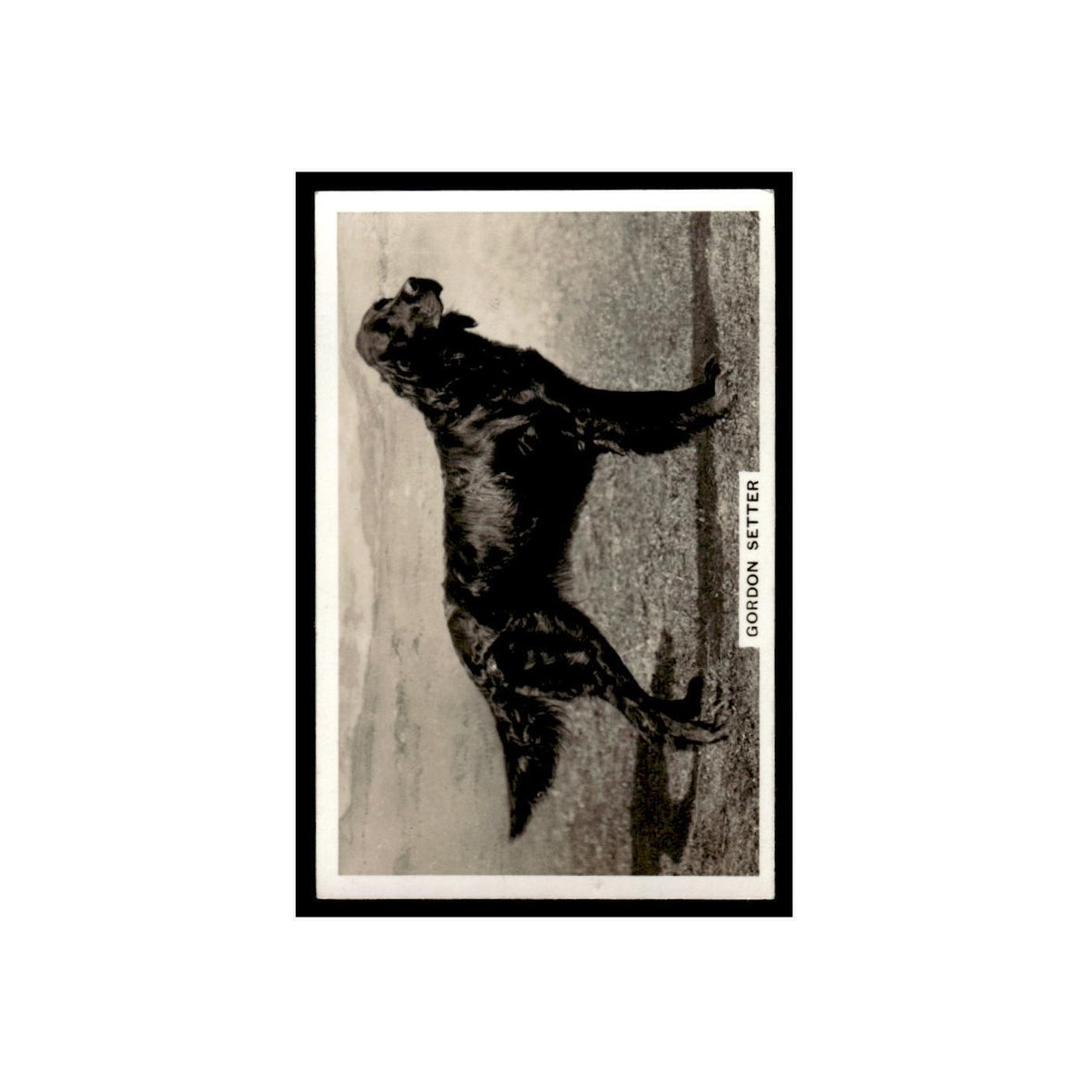Gordon Setter 1939 Senior Service Dogs #48 Tobacco Card VG