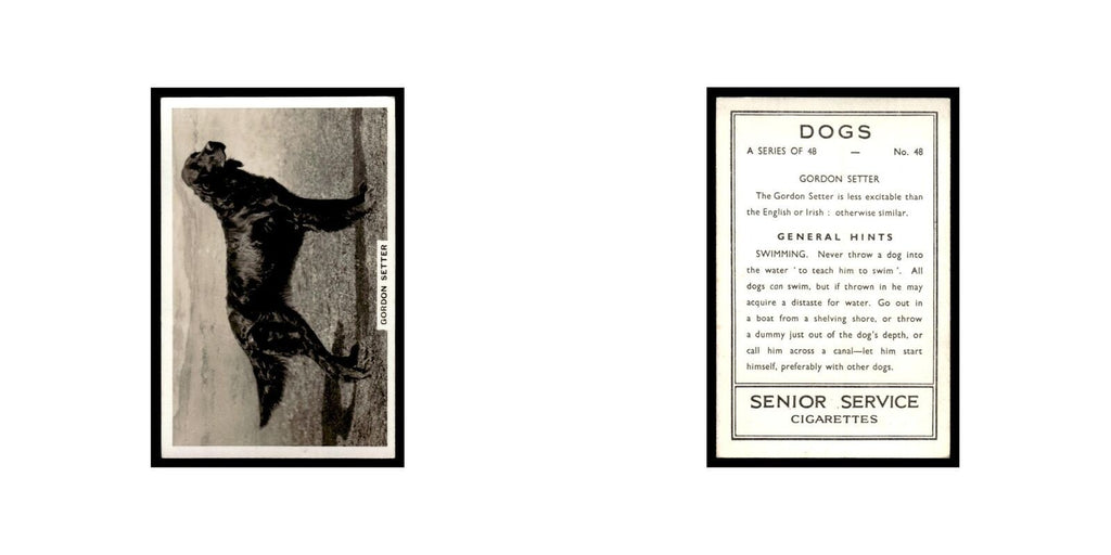 Gordon Setter 1939 Senior Service Dogs #48 Tobacco Card VG