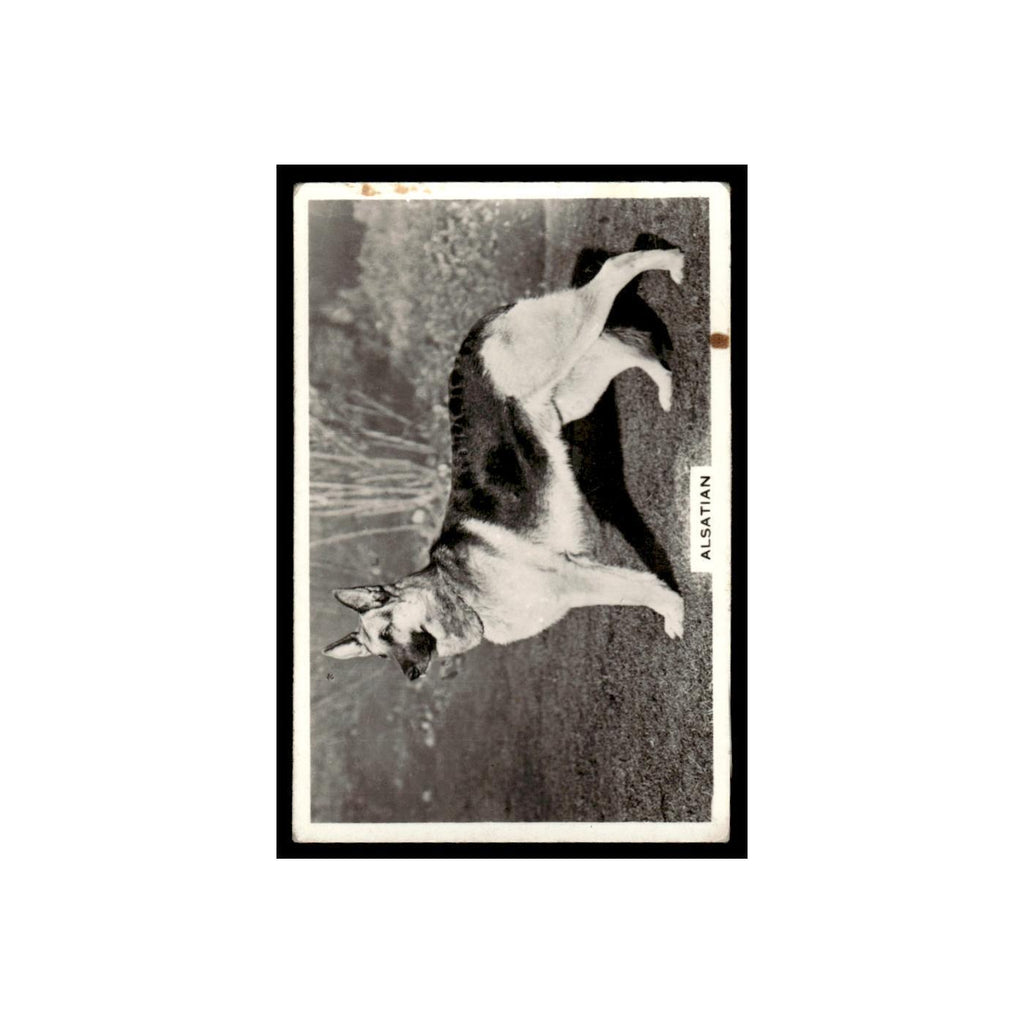 Alstatian 1939 Senior Service Dogs #29 Tobacco Card VG