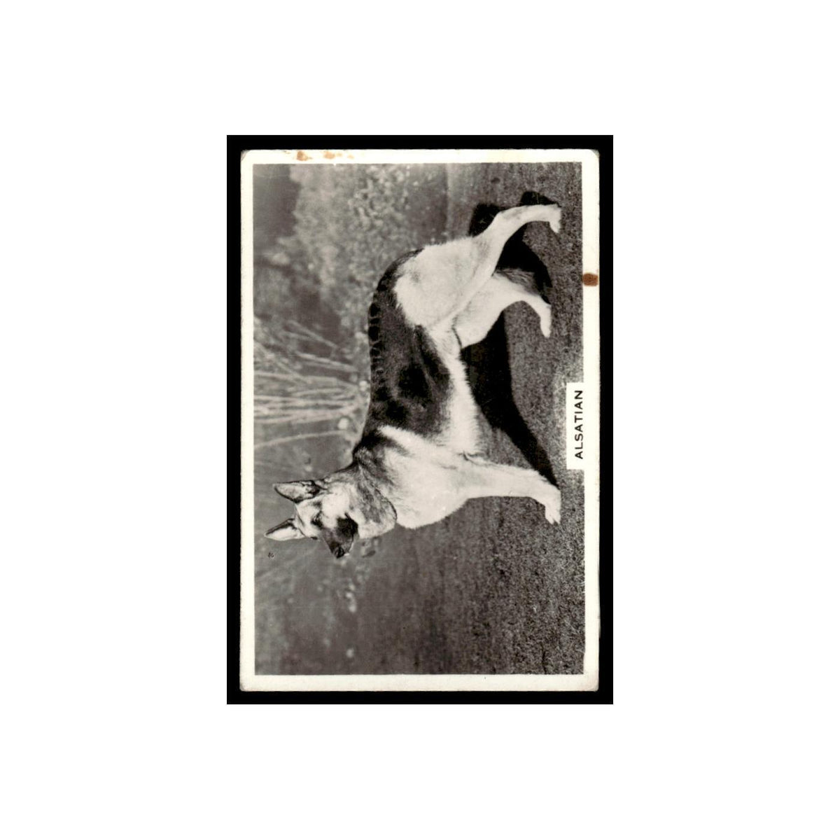 Alstatian 1939 Senior Service Dogs #29 Tobacco Card VG
