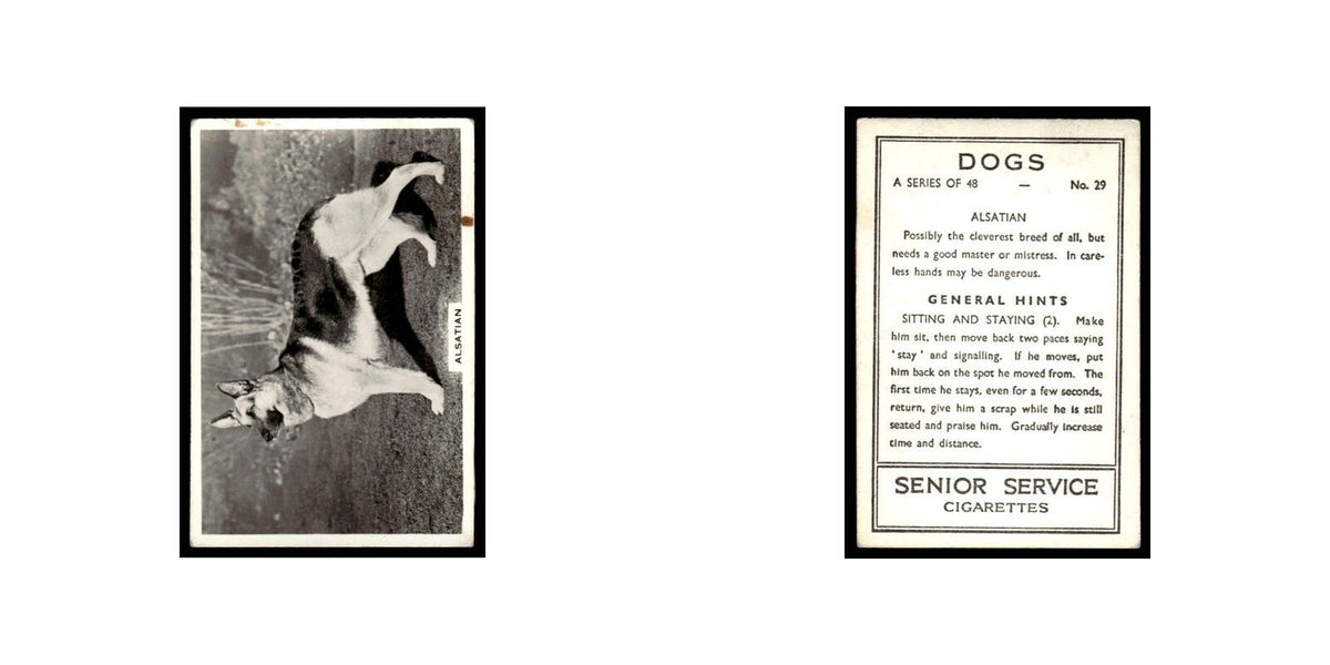 Alstatian 1939 Senior Service Dogs #29 Tobacco Card VG