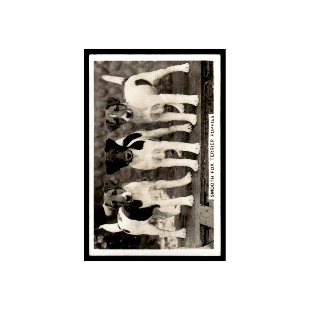 Smooth Fox Terrier Puppies 1939 Senior Service Dogs #37 Tobacco Card VG