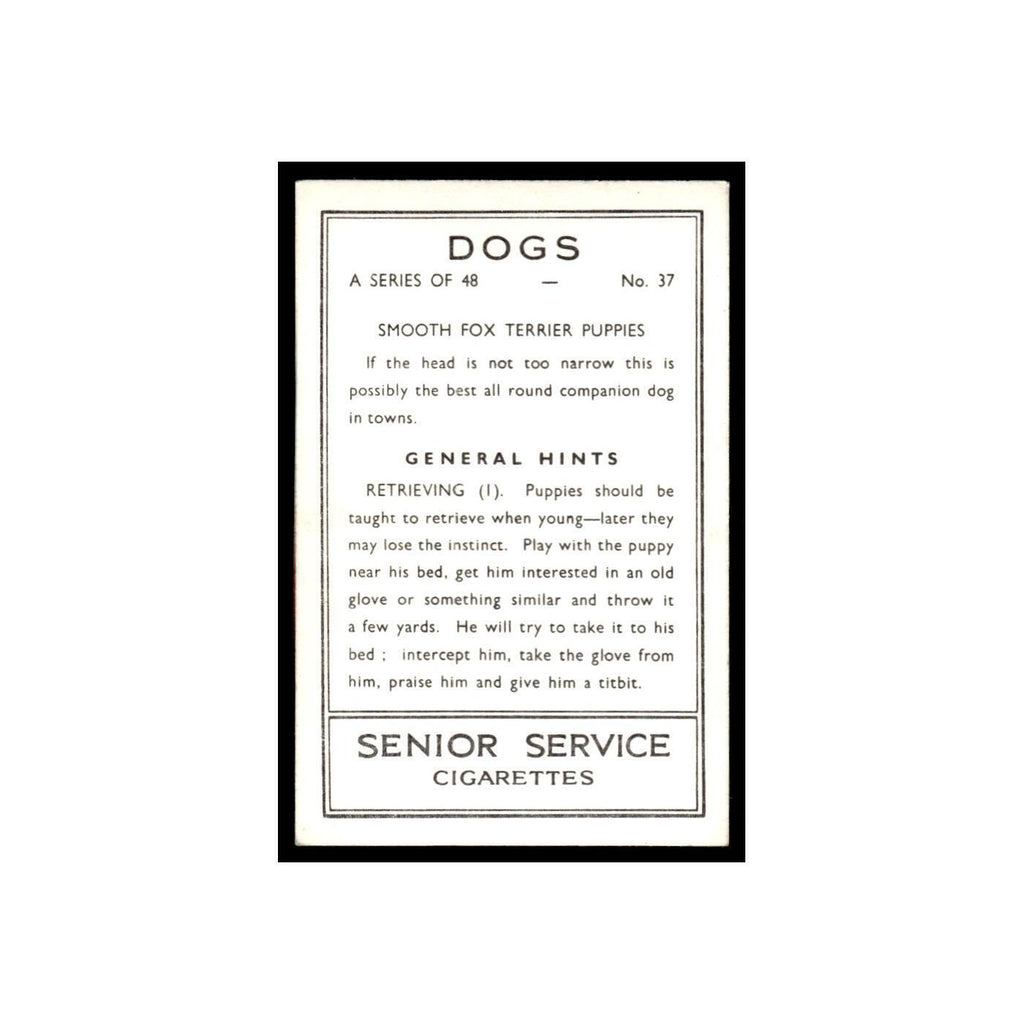 Smooth Fox Terrier Puppies 1939 Senior Service Dogs #37 Tobacco Card VG