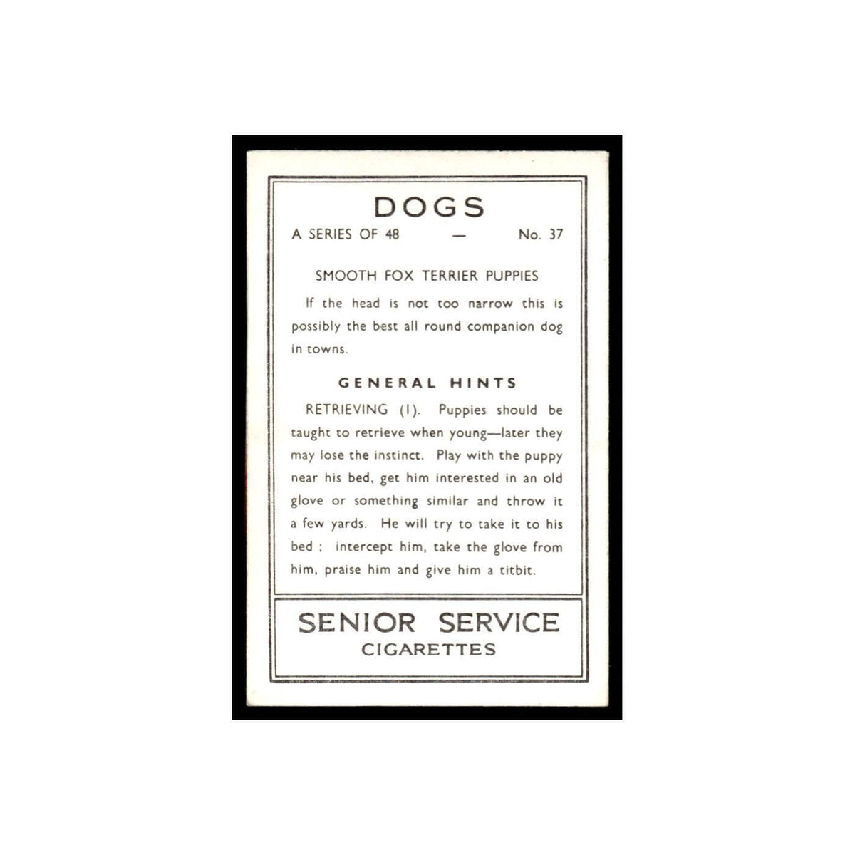 Smooth Fox Terrier Puppies 1939 Senior Service Dogs #37 Tobacco Card VG