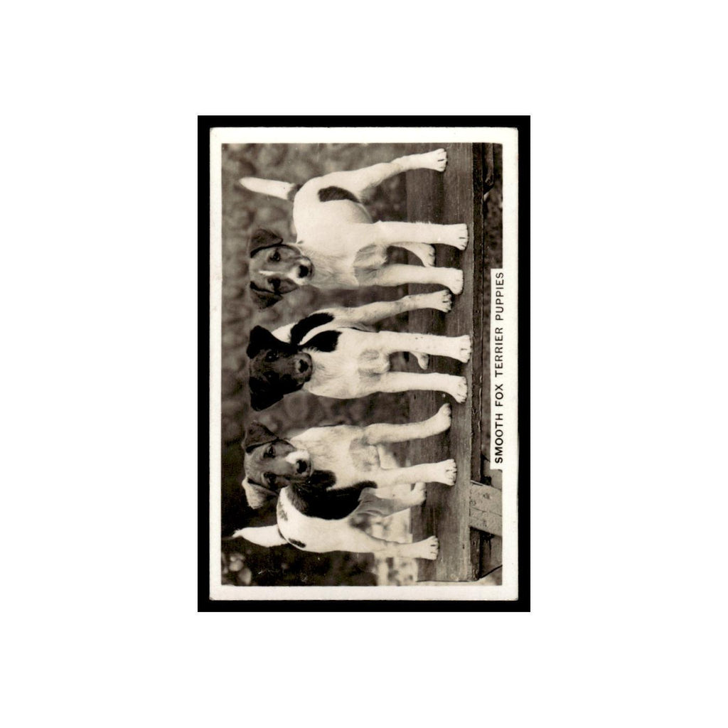 Smooth Fox Terrier Puppies 1939 Senior Service Dogs #37 Tobacco Card VG