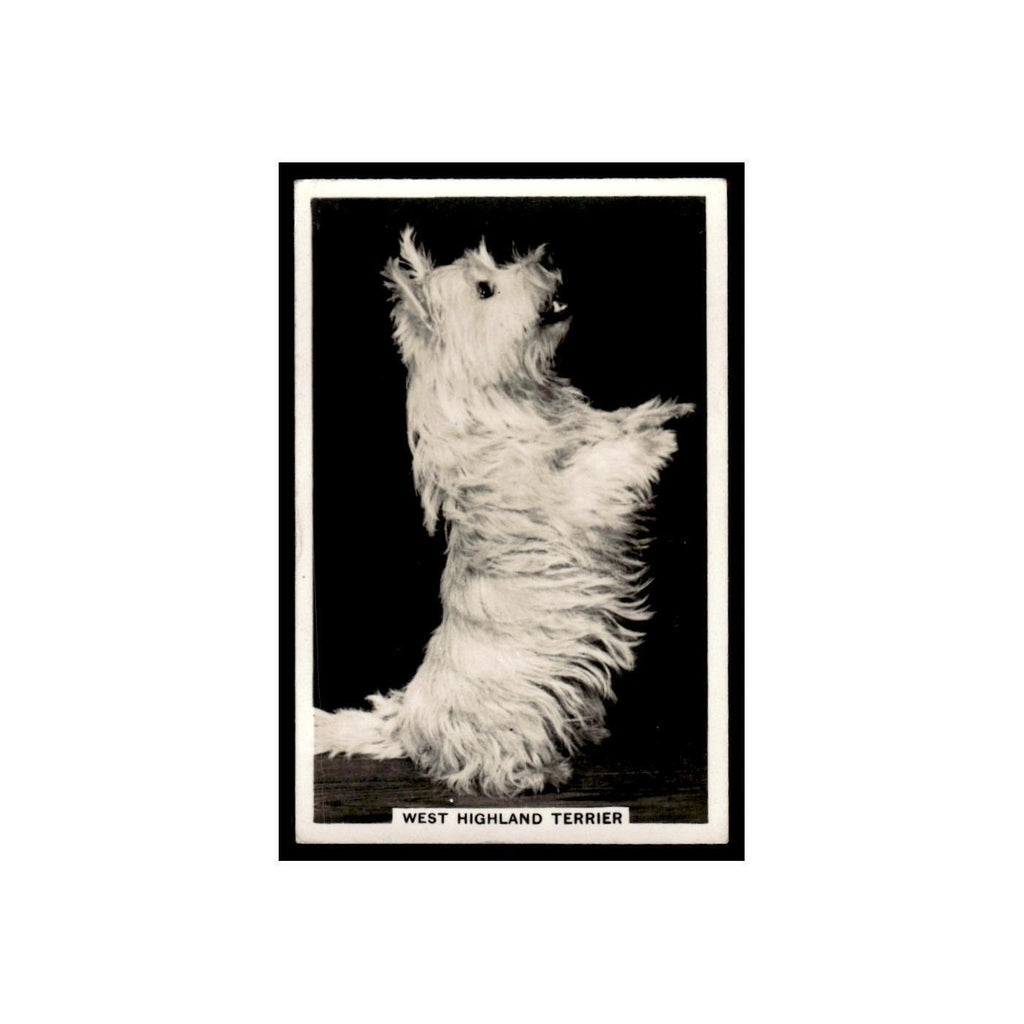 West Highland Terrier 1939 Senior Service Dogs #19 Tobacco Card VG