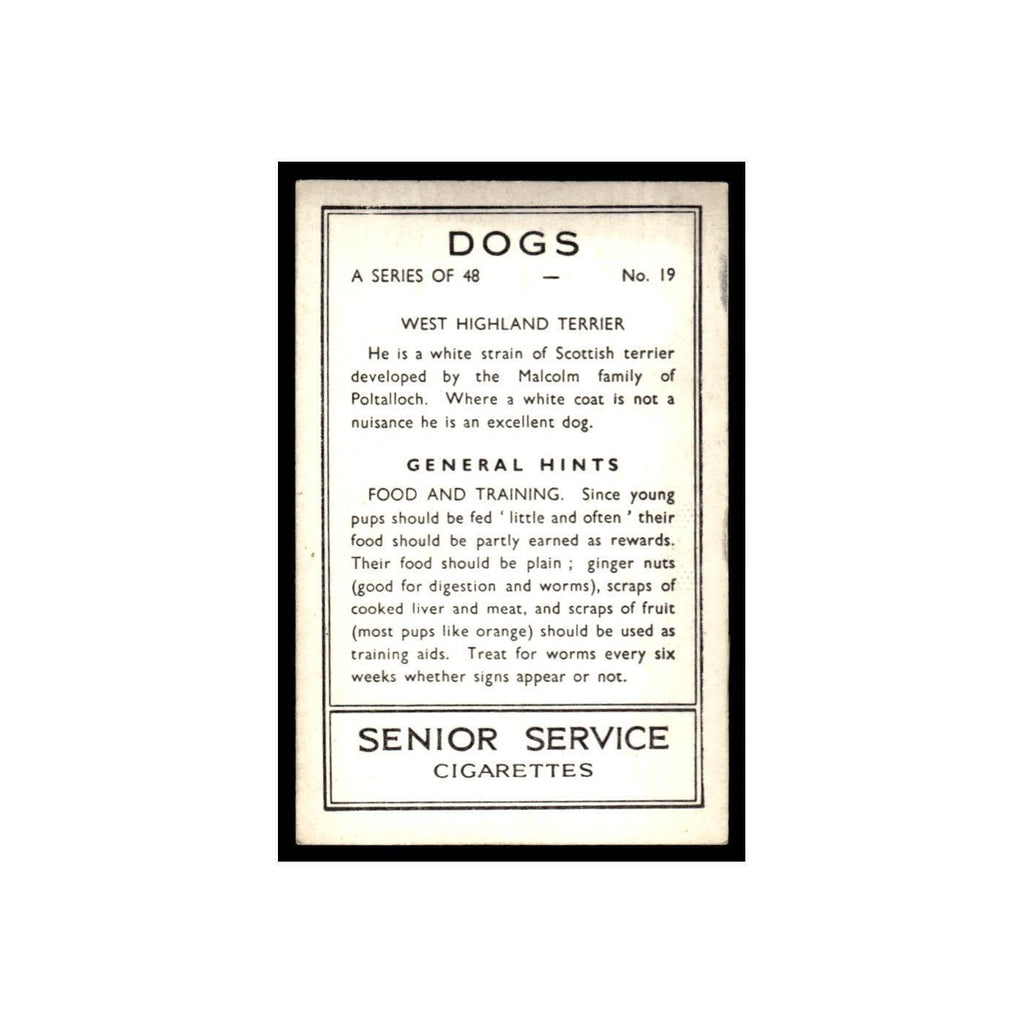 West Highland Terrier 1939 Senior Service Dogs #19 Tobacco Card VG