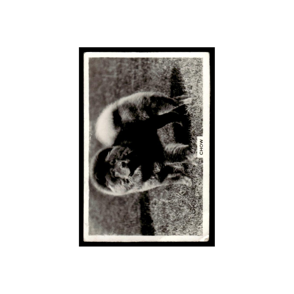 Chow 1939 Senior Service Dogs #13 Tobacco Card VG