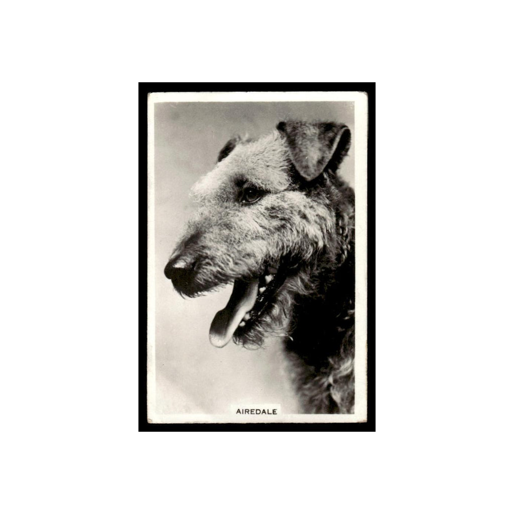 Airedale 1939 Senior Service Dogs #17 Tobacco Card VG
