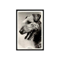 Airedale 1939 Senior Service Dogs #17 Tobacco Card VG